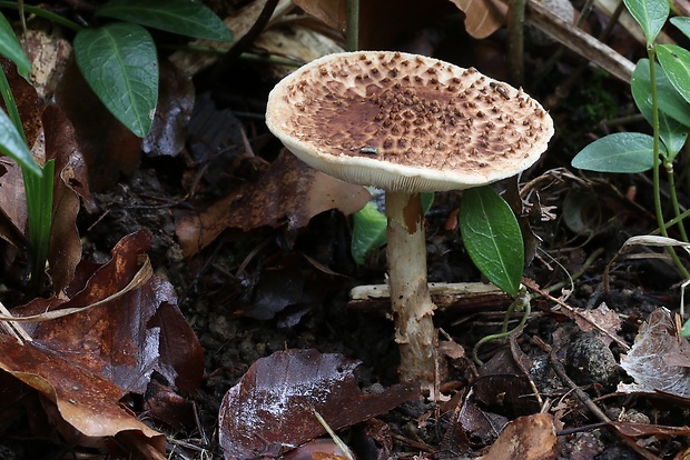 bedlička ostrošupinatá Echinoderma asperum (Pers.) Bon