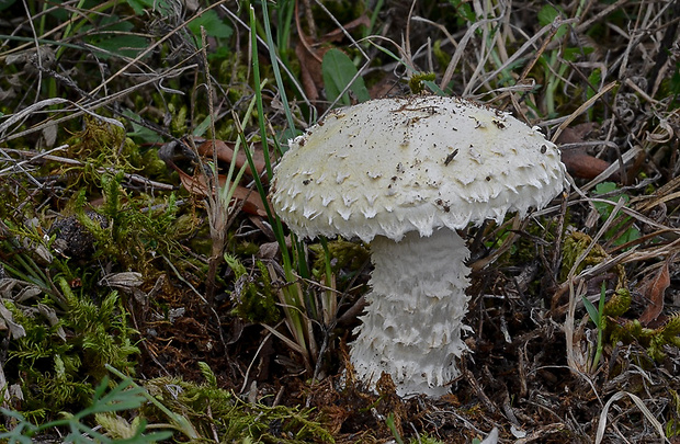 vločkovka žltozelená Floccularia luteovirens (Alb. & Schwein.) Pouzar