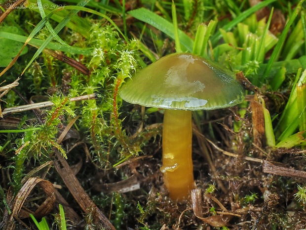 lúčnica žltozelená Gliophorus psittacinus (Schaeff.) Herink