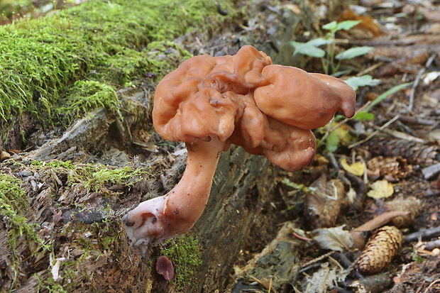 ušiak mitrovitý Gyromitra infula (Schaeff.) Quél.