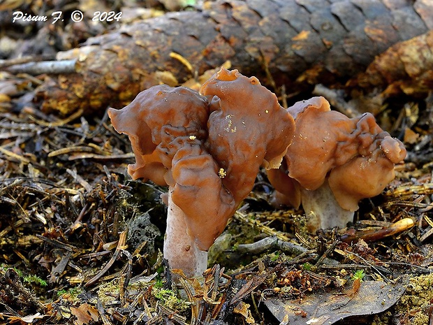 ušiak mitrovitý Gyromitra infula (Schaeff.) Quél.