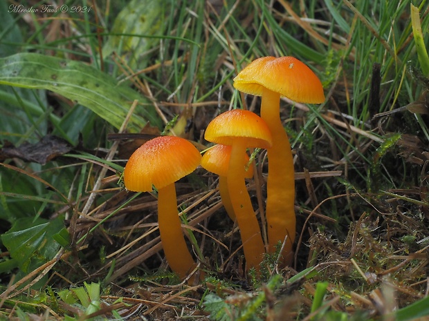 lúčnica vosková Hygrocybe ceracea (Wulfen) P. Kumm.