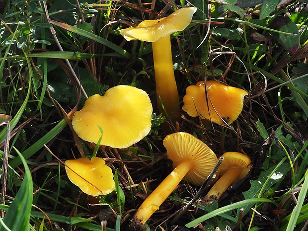 lúčnica citrónovožltá Hygrocybe chlorophana (Fr.) Wünsche