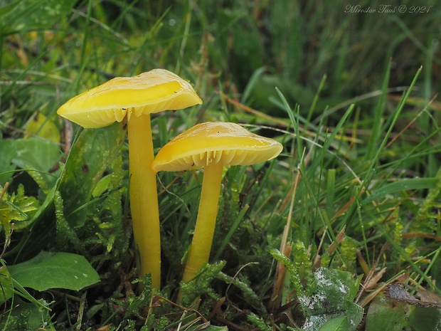 lúčnica citrónovožltá Hygrocybe chlorophana (Fr.) Wünsche