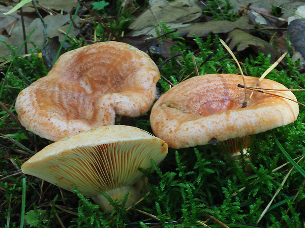 rýdzik pravý Lactarius deliciosus (L.) Gray