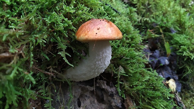 kozák osikový Leccinum albostipitatum den Bakker & Noordel.