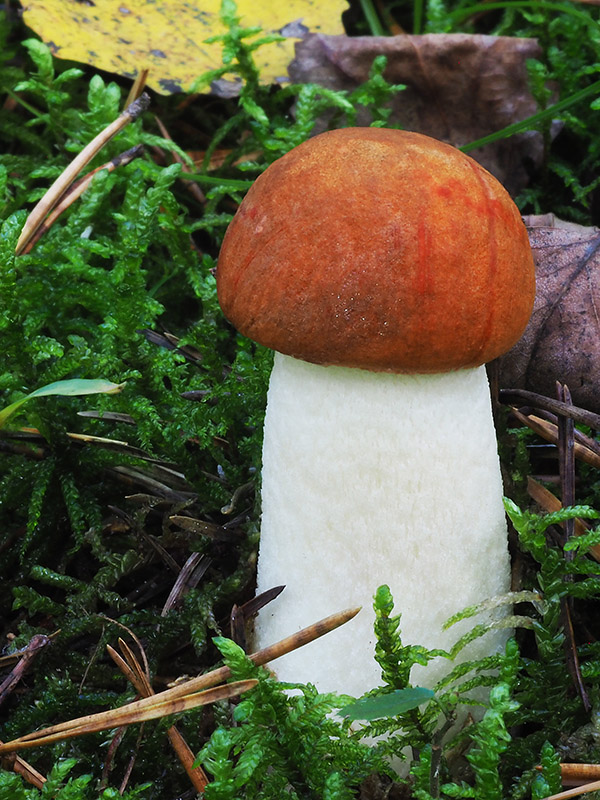 kozák osikový Leccinum albostipitatum den Bakker & Noordel.