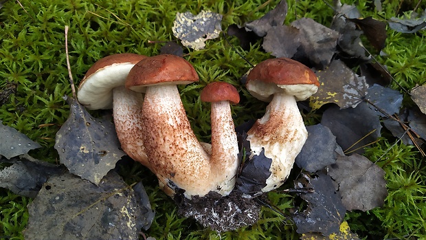 kozák dubový Leccinum aurantiacum (Bull.) Gray