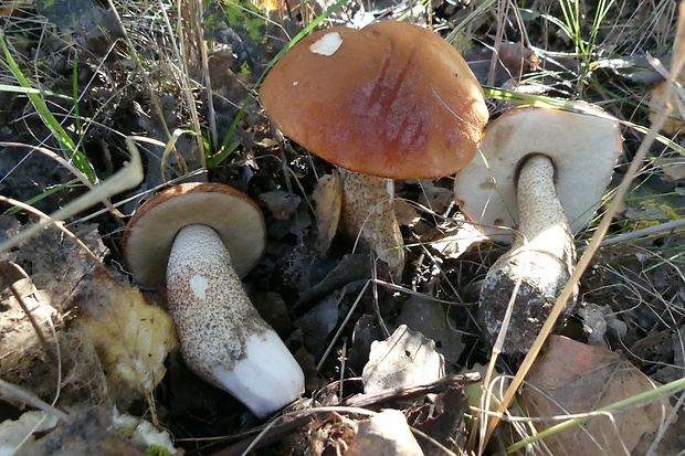 kozák dubový Leccinum aurantiacum (Bull.) Gray