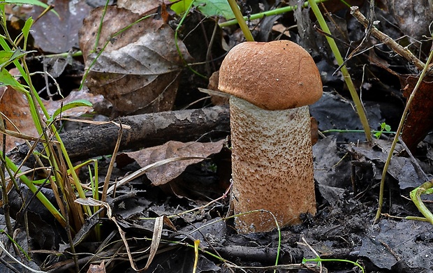 kozák dubový Leccinum aurantiacum (Bull.) Gray