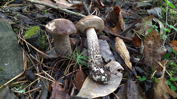 kozák brezový Leccinum scabrum (Bull.) Gray