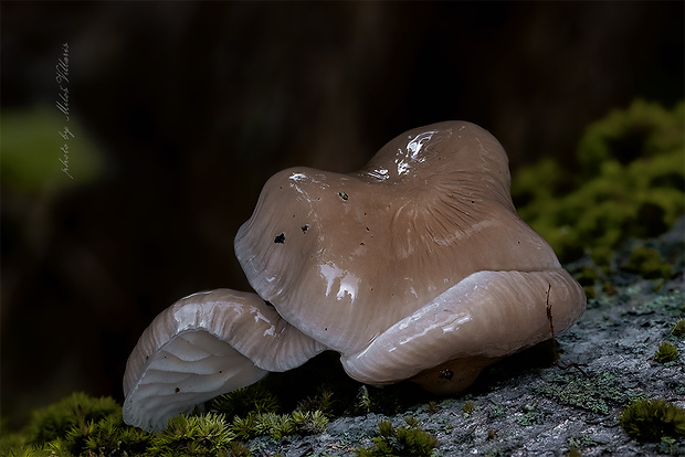 sliznačka obyčajná Mucidula mucida (Schrad.) Pat.