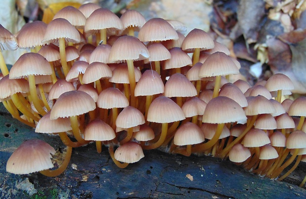 prilbička žltohlúbiková Mycena renati Quél.