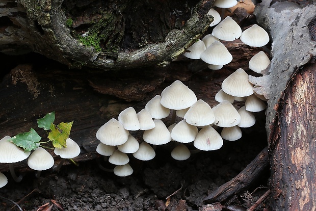 prilbička Mycena sp.