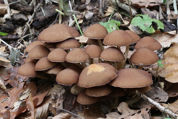 drobuľka Psathyrella sp.