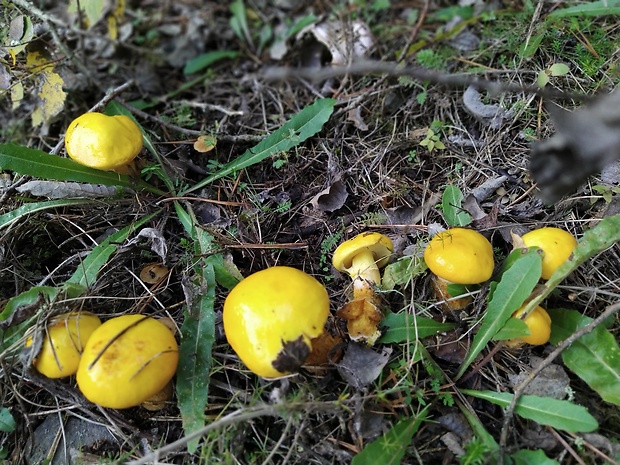 masliak citrónovožltý Suillus nueschii Singer