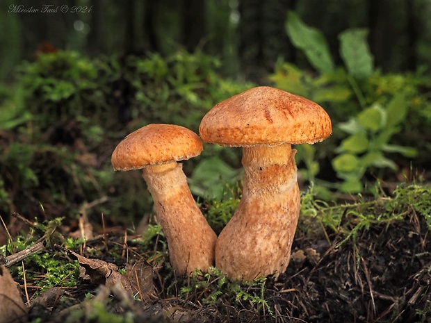 masliak tridentský Suillus tridentinus (Bres.) Singer