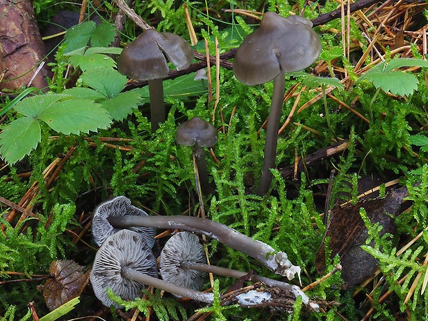 sivolupeňovka Tephrocybe rancida (Fr.) Donk