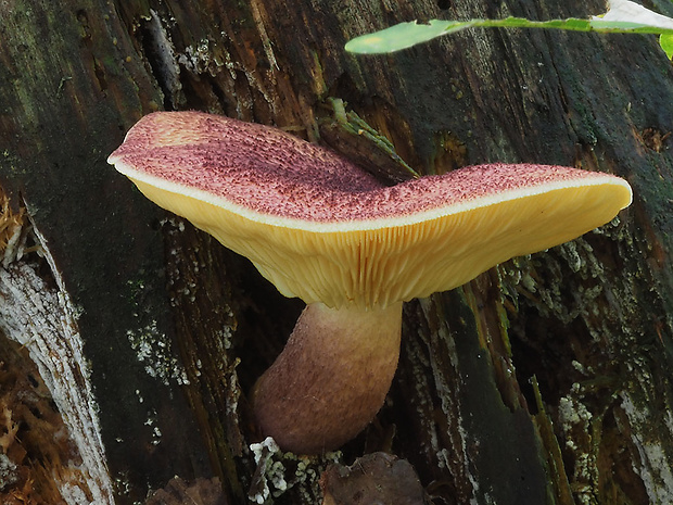 čírovec červenožltý Tricholomopsis rutilans (Schaeff.) Singer