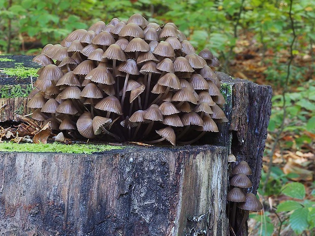 prilbička hnedosivá 	Mycena tintinnabulum (Paulet) Quél.