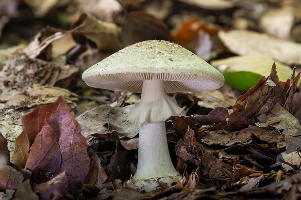 muchotrávka citrónovožltá Amanita citrina Pers.