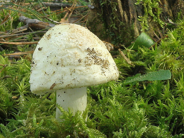 muchotrávka citrónovožltá Amanita citrina Pers.