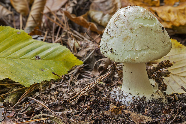 muchotrávka citrónovožltá Amanita citrina Pers.