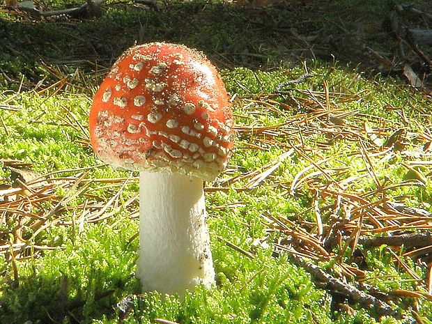 muchotrávka červená Amanita muscaria (L.) Lam.