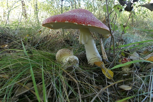 muchotrávka červená Amanita muscaria (L.) Lam.