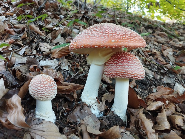 muchotrávka červená Amanita muscaria (L.) Lam.