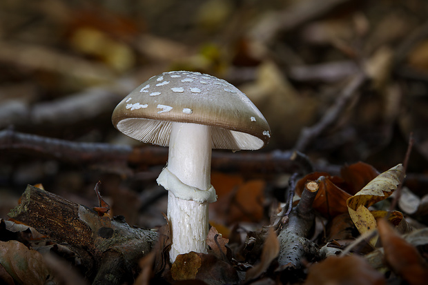 muchotrávka tigrovaná Amanita pantherina (DC.) Krombh.