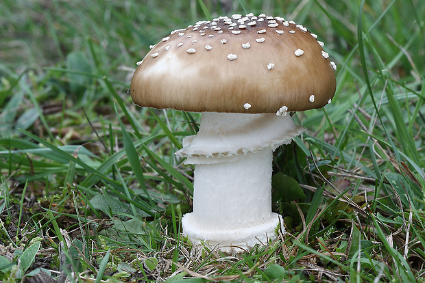 muchotrávka tigrovaná Amanita pantherina (DC.) Krombh.