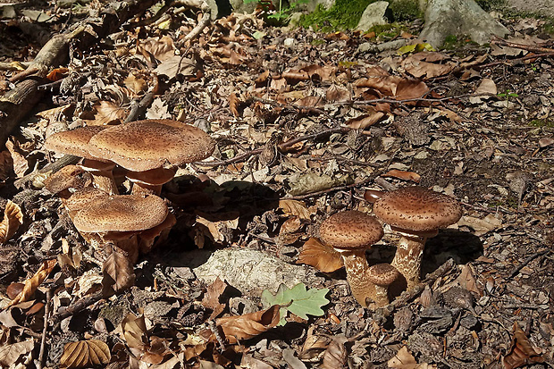 podpňovka Armillaria sp.