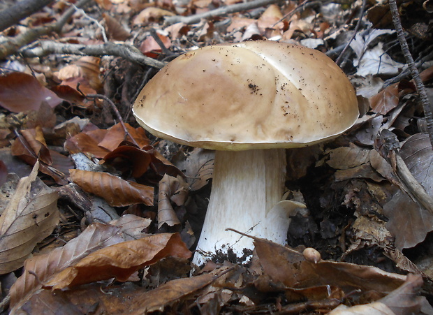 hríb smrekový Boletus edulis Bull.