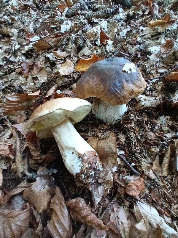 hríb smrekový Boletus edulis Bull.