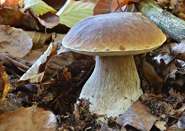 hríb smrekový Boletus edulis Bull.