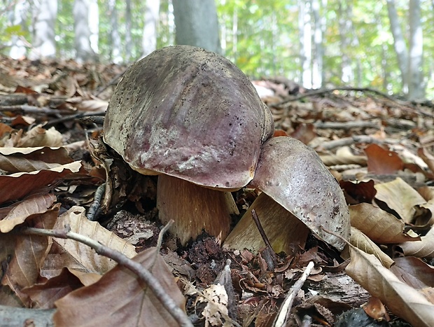 hríb sosnový Boletus pinophilus Pil. et Dermek in Pil.