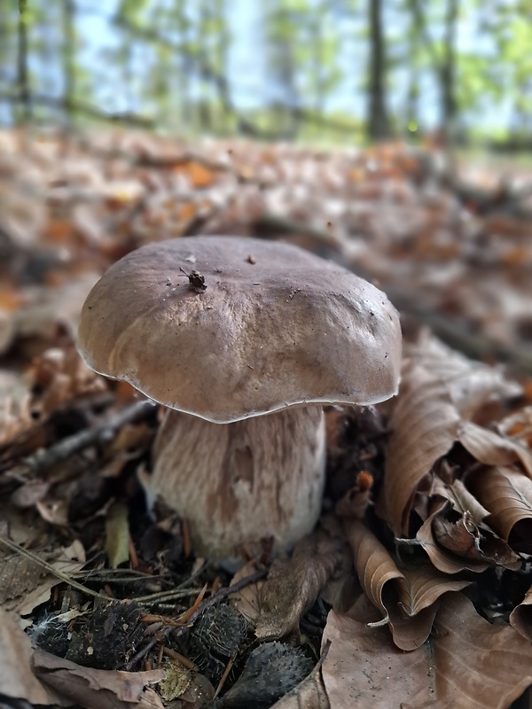 hríb dubový Boletus reticulatus Schaeff.