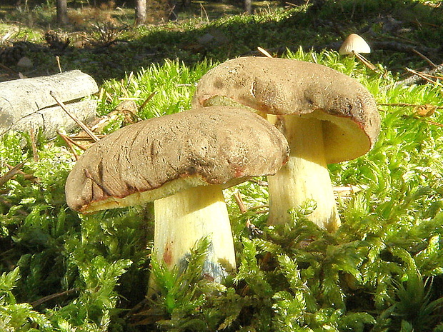 suchohríb plstnatý Boletus subtomentosus L.