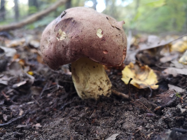 hríb nádherný Butyriboletus fuscoroseus (Smotl.) Vizzini & Gelardi