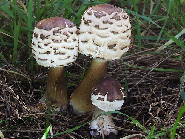 bedľa červenejúca Chlorophyllum rachodes (Vittad.) Vellinga