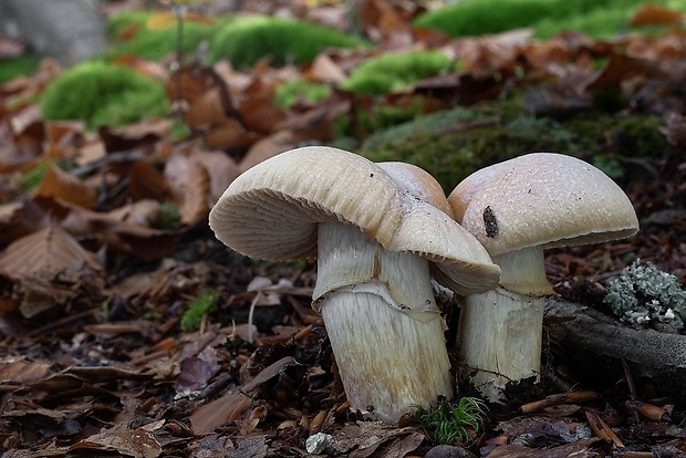 pavučinovec inovaťový Cortinarius caperatus (Pers.) Fr.