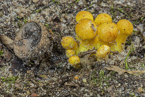 šupinovec nádherný Gymnopilus junonius (Fr.) P.D. Orton