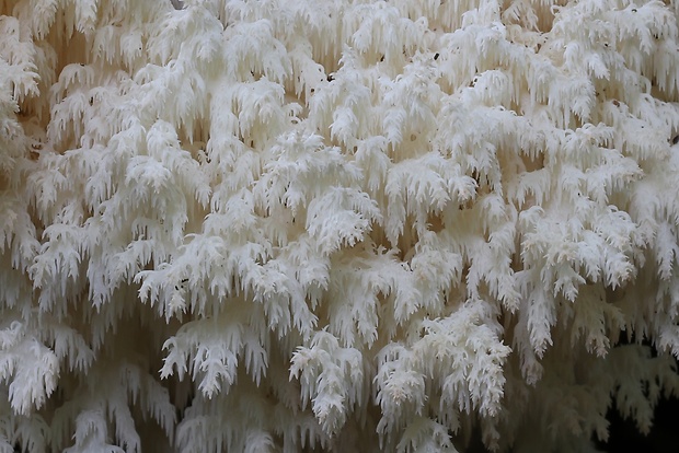 koralovec bukový Hericium coralloides (Scop.) Pers.