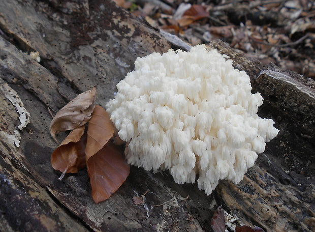 koralovec bukový Hericium coralloides (Scop.) Pers.