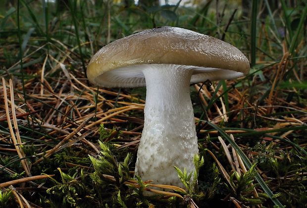 šťavnačka hnedobiela Hygrophorus latitabundus Britzelm.