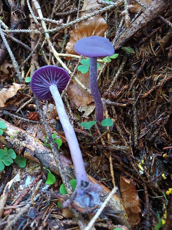 lakovka ametystová Laccaria amethystina (Huds.) Cooke