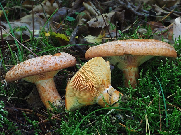 rýdzik pravý Lactarius deliciosus (L.) Gray