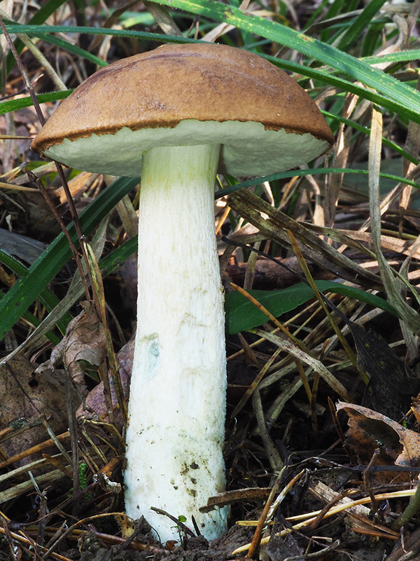 kozák sosnový Leccinum vulpinum Watling