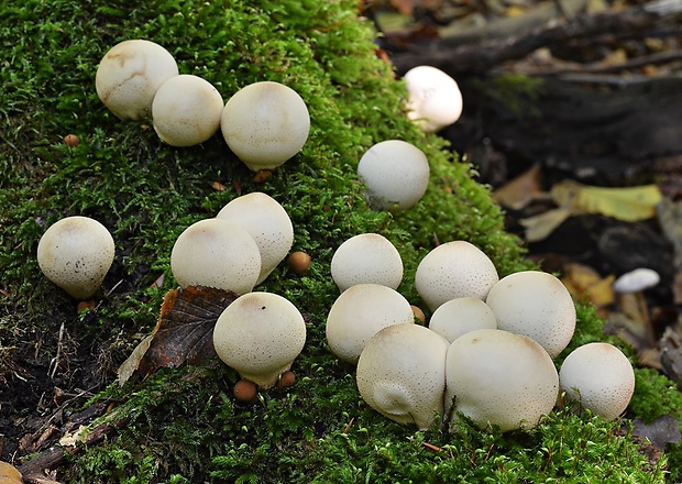 prášnica hruškovitá Lycoperdon pyriforme Schaeff.